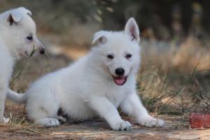 White-Swiss-Shepherd-Puppies-06062019-0633