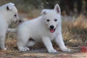 White-Swiss-Shepherd-Puppies-06062019-0634