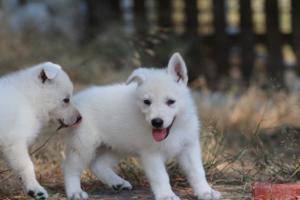 White-Swiss-Shepherd-Puppies-06062019-0635