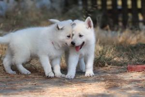 White-Swiss-Shepherd-Puppies-06062019-0637