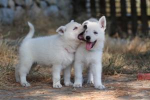 White-Swiss-Shepherd-Puppies-06062019-0638