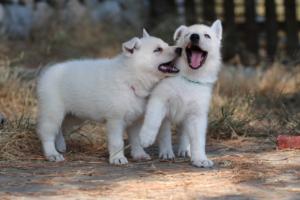 White-Swiss-Shepherd-Puppies-06062019-0639