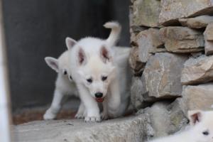White-Swiss-Shepherd-Puppies-06062019-0642