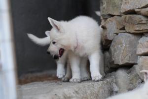 White-Swiss-Shepherd-Puppies-06062019-0644