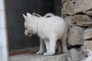 White-Swiss-Shepherd-Puppies-06062019-0645
