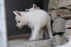 White-Swiss-Shepherd-Puppies-06062019-0646