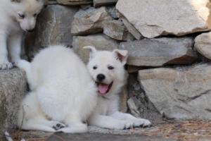 White-Swiss-Shepherd-Puppies-06062019-0647