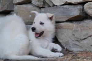White-Swiss-Shepherd-Puppies-06062019-0650