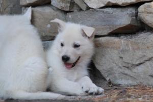 White-Swiss-Shepherd-Puppies-06062019-0651
