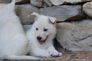 White-Swiss-Shepherd-Puppies-06062019-0652