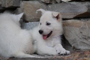 White-Swiss-Shepherd-Puppies-06062019-0653