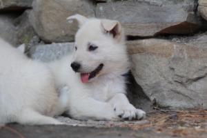 White-Swiss-Shepherd-Puppies-06062019-0654
