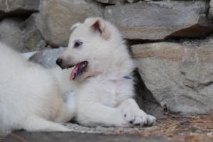 White-Swiss-Shepherd-Puppies-06062019-0655