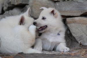 White-Swiss-Shepherd-Puppies-06062019-0656