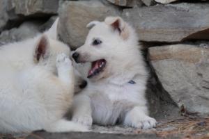 White-Swiss-Shepherd-Puppies-06062019-0657