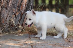White-Swiss-Shepherd-Puppies-06062019-0661
