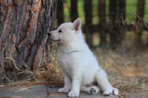 White-Swiss-Shepherd-Puppies-06062019-0668