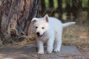 White-Swiss-Shepherd-Puppies-06062019-0675