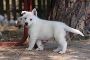 White-Swiss-Shepherd-Puppies-06062019-0679