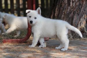 White-Swiss-Shepherd-Puppies-06062019-0680