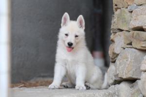 White-Swiss-Shepherd-Puppies-06062019-0682