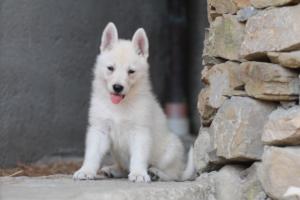 White-Swiss-Shepherd-Puppies-06062019-0683