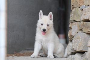 White-Swiss-Shepherd-Puppies-06062019-0684
