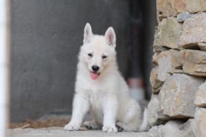 White-Swiss-Shepherd-Puppies-06062019-0685