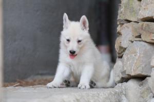 White-Swiss-Shepherd-Puppies-06062019-0688