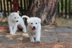 White-Swiss-Shepherd-Puppies-06062019-0690