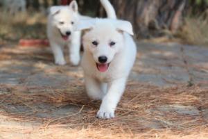 White-Swiss-Shepherd-Puppies-06062019-0691