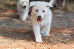 White-Swiss-Shepherd-Puppies-06062019-0692