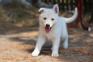 White-Swiss-Shepherd-Puppies-06062019-0695