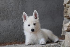 White-Swiss-Shepherd-Puppies-BTWW-Ninjas-0029