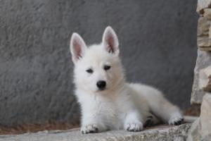 White-Swiss-Shepherd-Puppies-BTWW-Ninjas-0030