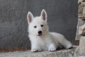 White-Swiss-Shepherd-Puppies-BTWW-Ninjas-0033