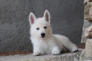 White-Swiss-Shepherd-Puppies-BTWW-Ninjas-0034