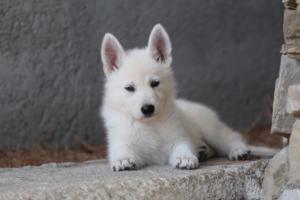 White-Swiss-Shepherd-Puppies-BTWW-Ninjas-0035