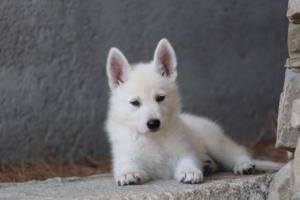 White-Swiss-Shepherd-Puppies-BTWW-Ninjas-0036