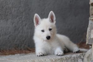 White-Swiss-Shepherd-Puppies-BTWW-Ninjas-0037