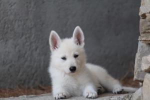 White-Swiss-Shepherd-Puppies-BTWW-Ninjas-0038