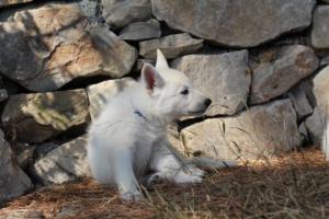 White-Swiss-Shepherd-Puppies-BTWW-Ninjas-0040