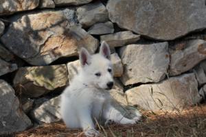 White-Swiss-Shepherd-Puppies-BTWW-Ninjas-0048