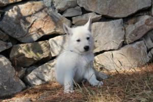 White-Swiss-Shepherd-Puppies-BTWW-Ninjas-0053