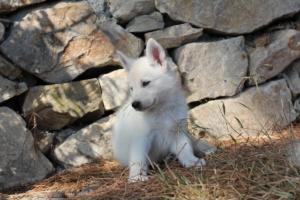 White-Swiss-Shepherd-Puppies-BTWW-Ninjas-0055
