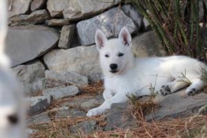 White-Swiss-Shepherd-Puppies-BTWW-Ninjas-0059