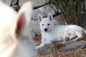 White-Swiss-Shepherd-Puppies-BTWW-Ninjas-0060