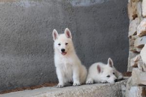 White-Swiss-Shepherd-Puppies-BTWW-Ninjas-0061