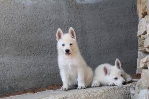 White-Swiss-Shepherd-Puppies-BTWW-Ninjas-0062