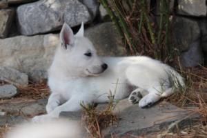 White-Swiss-Shepherd-Puppies-BTWW-Ninjas-0064